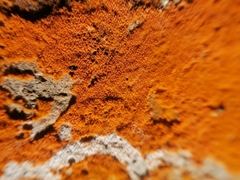 Trentepohlia aurea