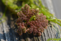 Azolla filiculoides