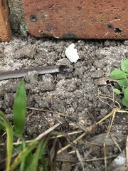 Storeria occipitomaculata obscura