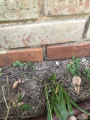 Storeria occipitomaculata obscura