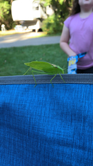 Amblycorypha oblongifolia