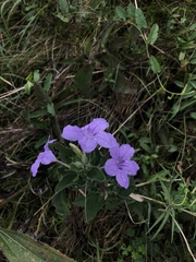Ruellia