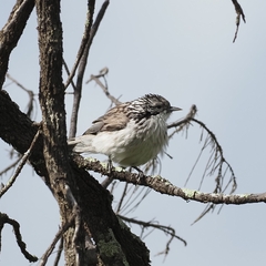 Plectorhyncha lanceolata