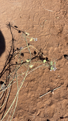 Dimorphocarpa candicans