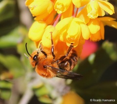 Cadeguala occidentalis
