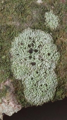 Lecidella elaeochroma