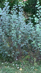 Brickellia californica