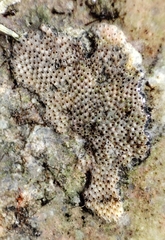 Schizoporelloidea
