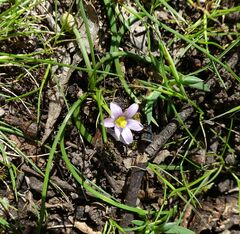 Romulea minutiflora