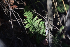 Dryopteris arguta