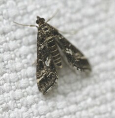 Diasemiopsis ramburialis