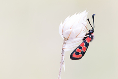 Zygaena fausta