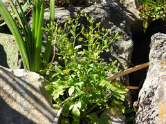 Ranunculus sceleratus