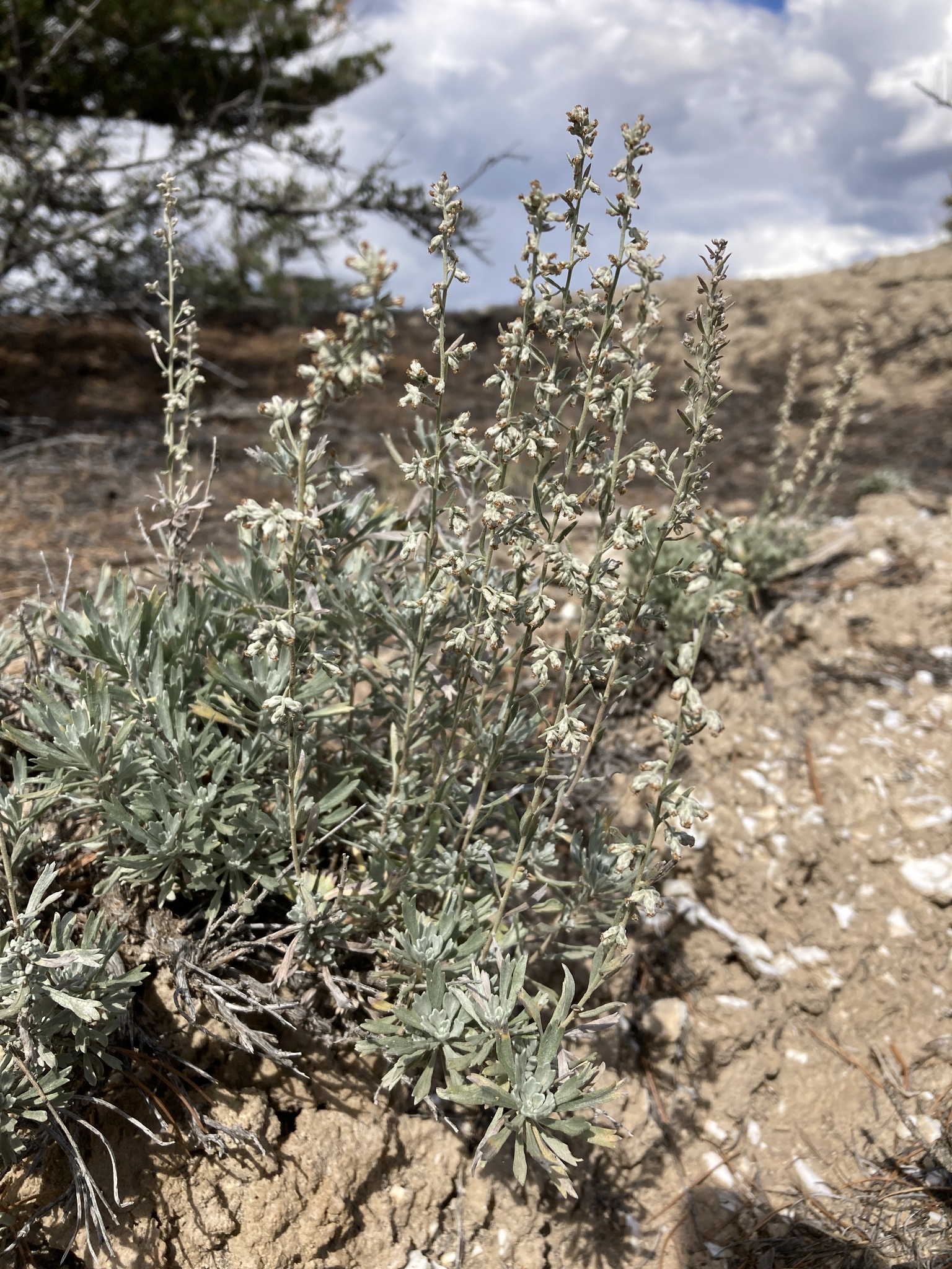 Artemisia bigelovii