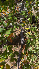 Ulmus alata