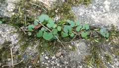 Dichondra