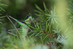 Eupholidoptera chabrieri