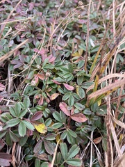 Sibbaldiopsis tridentata