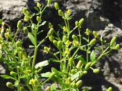 Ranunculus sceleratus