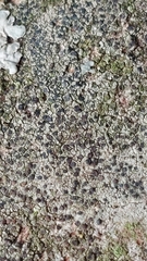 Lecidella elaeochroma
