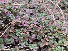 Sibbaldiopsis tridentata