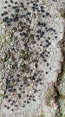 Lecidella elaeochroma