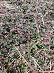 Sibbaldiopsis tridentata