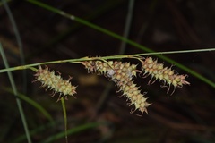 Carex joorii