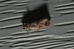 Olethreutes diallacta