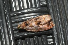 Olethreutes diallacta