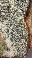 Lecidella elaeochroma