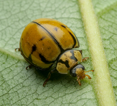 Harmonia testudinaria