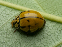 Harmonia testudinaria