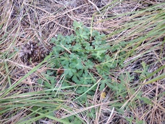 Geranium californicum