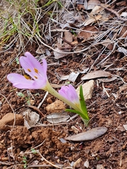 Colchicum cupanii