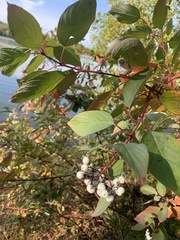 Cornus sericea
