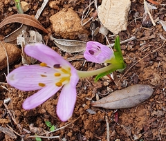 Colchicum cupanii