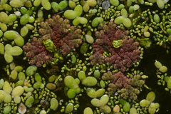 Azolla filiculoides