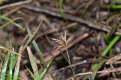 Juncus repens