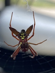 Micrathena