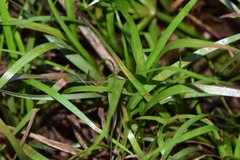 Juncus repens