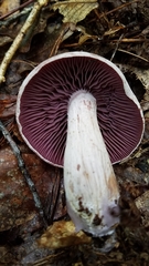 Laccaria ochropurpurea image