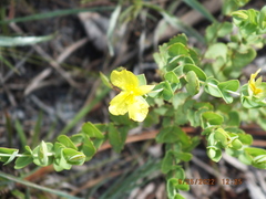 Hypericum tetrapetalum