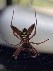 Micrathena