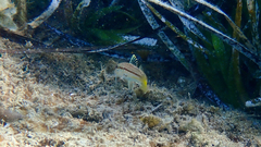 Mullus barbatus