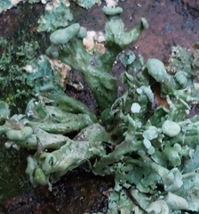 Ramalina fastigiata