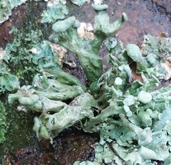 Ramalina fastigiata