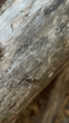 Taeniaptera trivittata