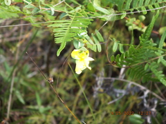 Hypericum tetrapetalum