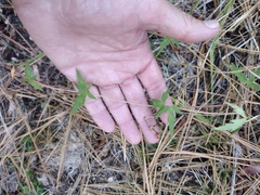 Geranium californicum